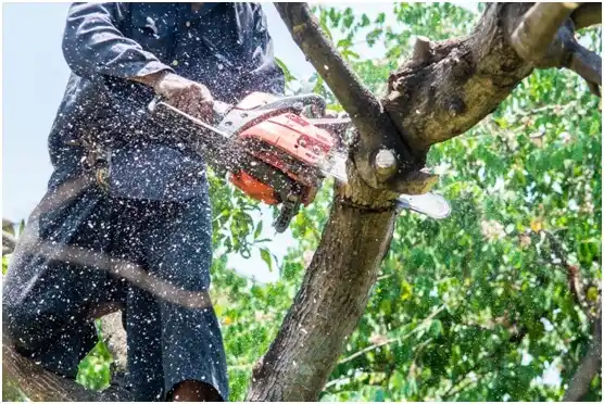 tree services Tigerton